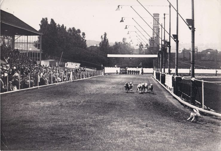 1960 racing at Brighton greyhounds