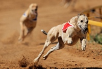 Greyhound Racing Forecast Bets