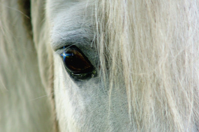 Close Up of Light Grey Horse
