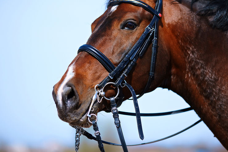 Portrait of a Healthy Racehorse