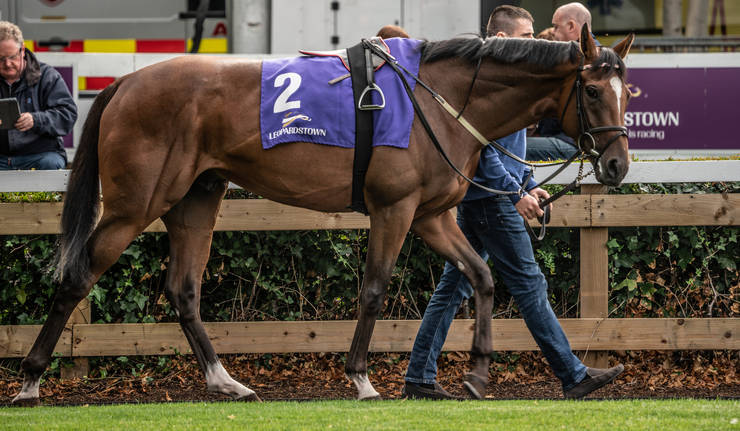Horse Parading at Leopardstown Racecourse