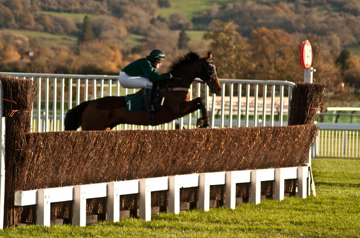 Horse Jumping Fence at Cheltenham