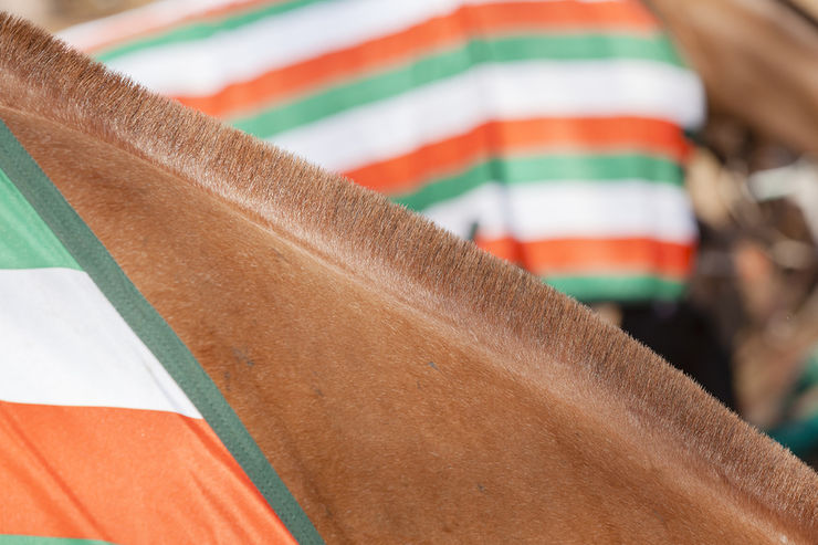 Horses Wearing Rugs in the Colour of the Ireland Flag