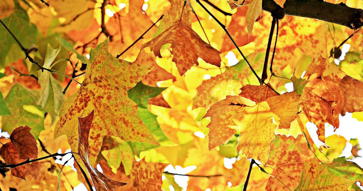 Autumn Leaves on Trees