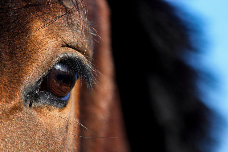 Close Up of Bay Horse with Dark Mane