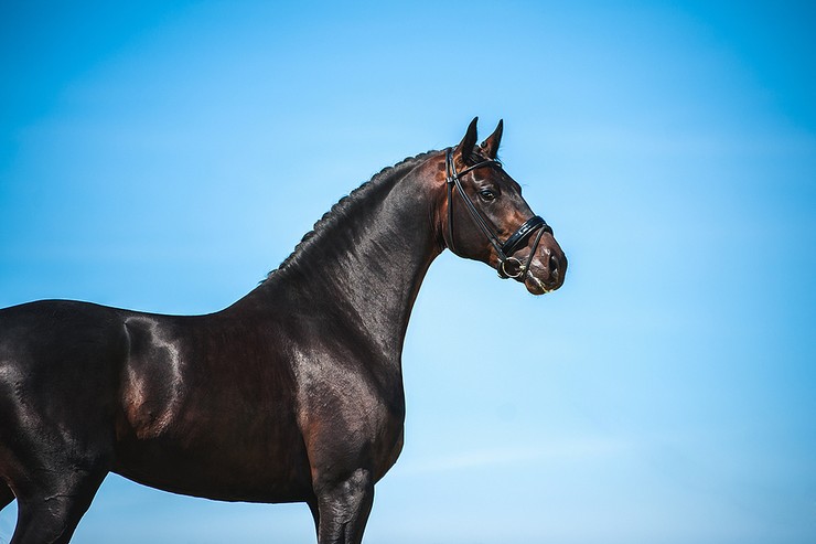 Black Racehorse Against Blue Sky