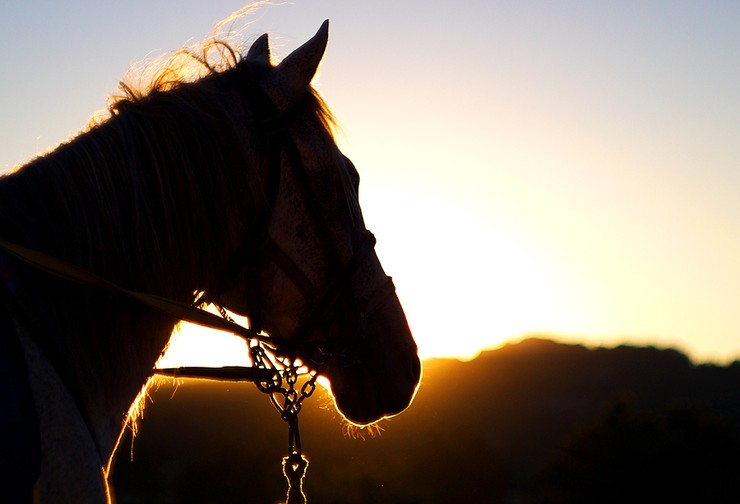 Horse's Head Against Sunset