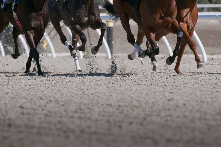 Horses Racing on Artificial Track
