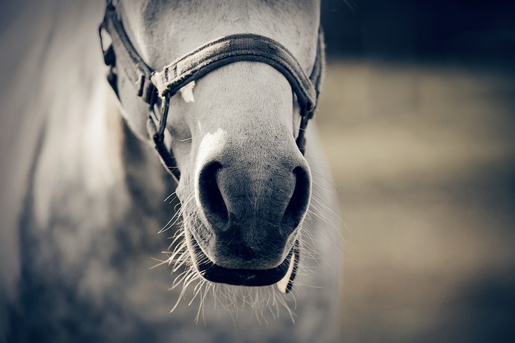 Muzzle of Grey Horse
