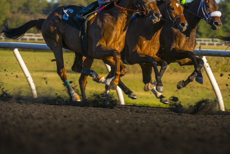 Three Horses Racing in a Row