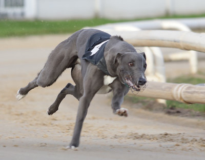 Brough Park greyhound