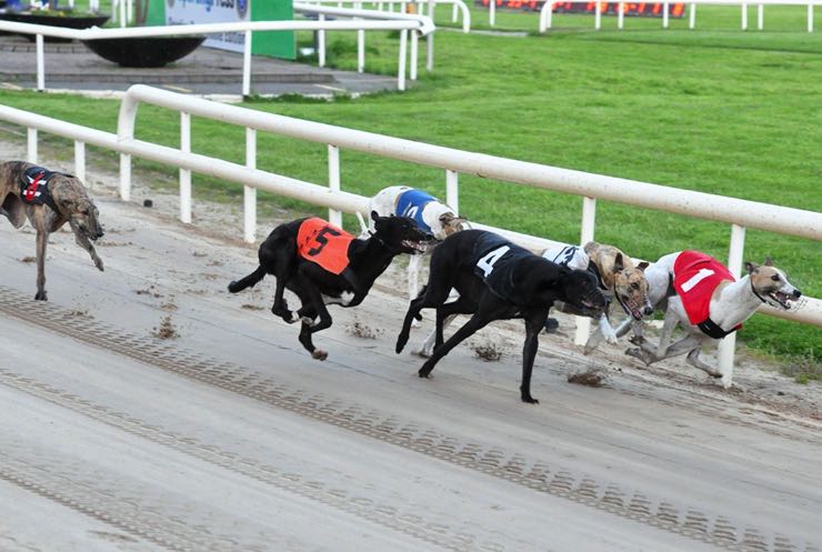 Greyhounds racing at Youghal