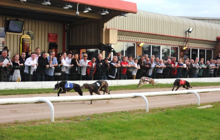 Kinsley greyhounds racing