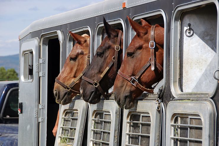 Horse trailer with three horses