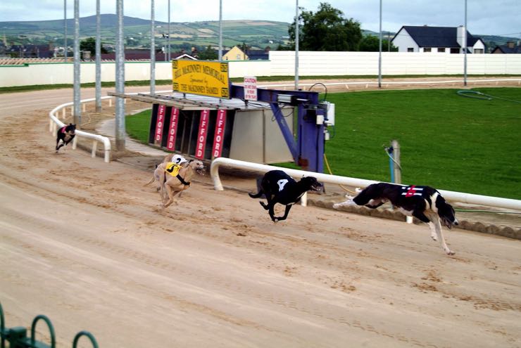 Lifford greyhounds racing