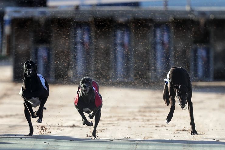 Mullingar greyhounds running
