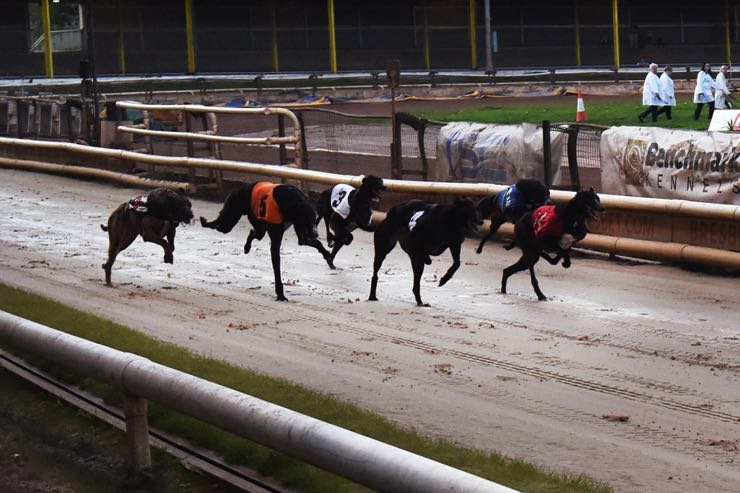 Sheffield Owlerton greyhounds racing