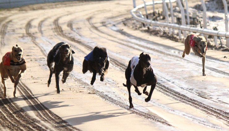 Pelaw Grange greyhounds racing